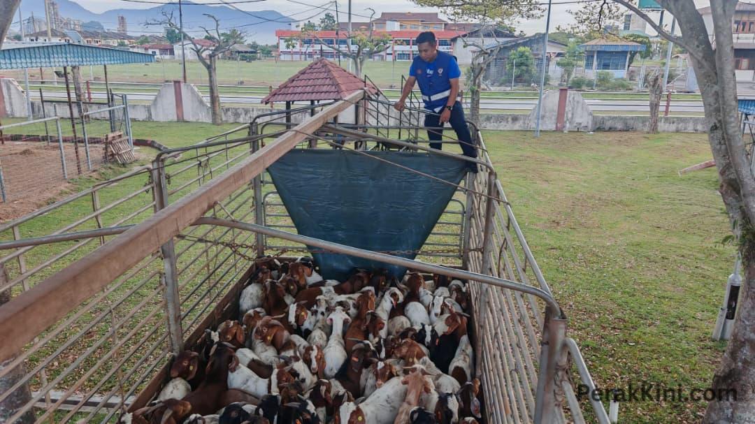 101 KAMBING DISYAKI DIPINDAH SECARA HARAM TUMPAS DALAM OPS KORBAN TEGAS