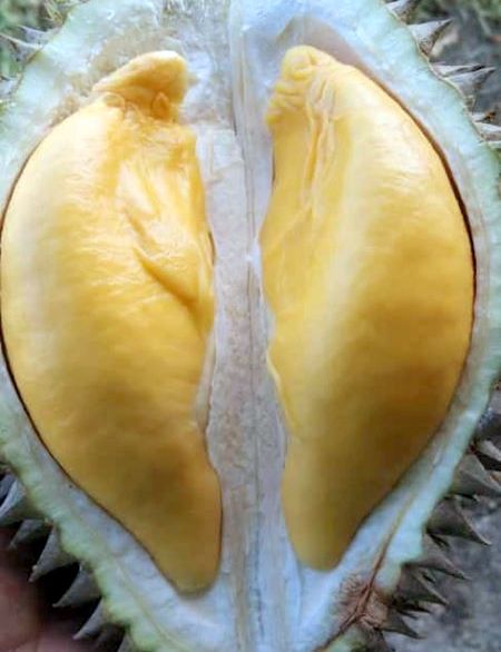 DURIAN ISI KUNING JADI KEGILAAN