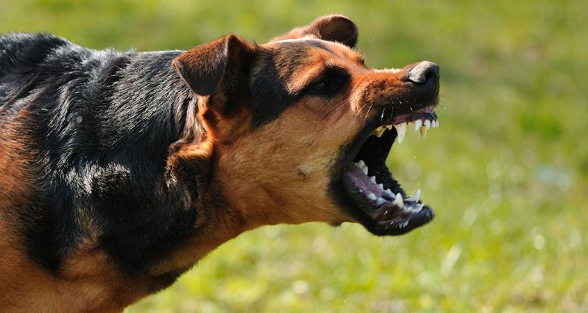 ANJING GIGIT MANGSA, TUAN MASUK MAHKAMAH