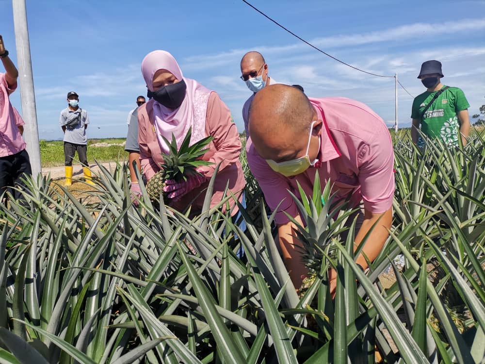 Tuaian pertama nanas MD2 di Ladang Gugusan Lambor