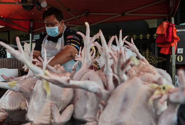 Harga ayam dijangka naik bulan depan apabila diapungkan