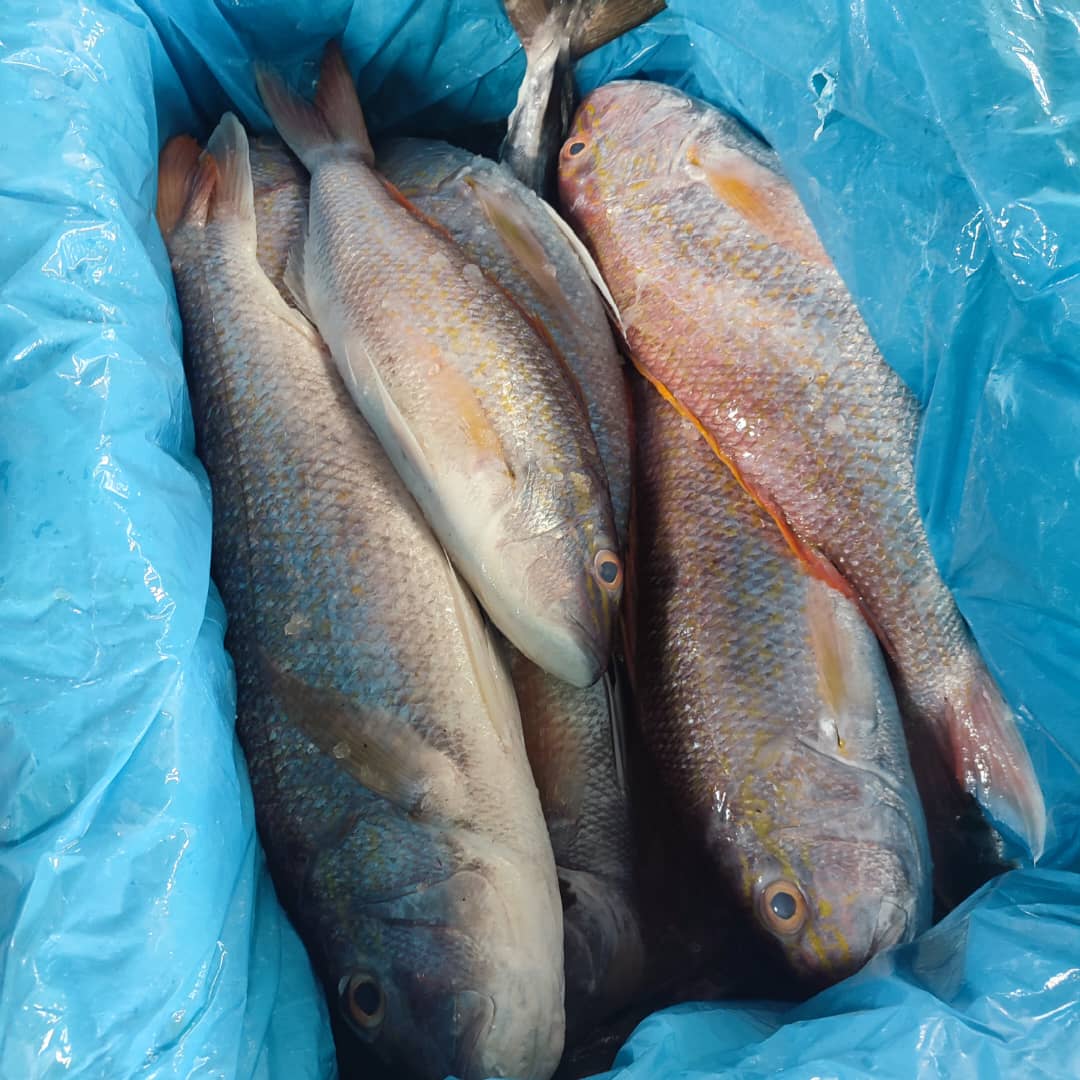 MAQIS rampas pelbagai jenis ikan basah dari Indonesia